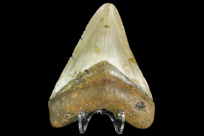 Fossil Megalodon Tooth - North Carolina #109030